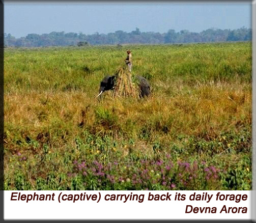 Devna Arora - Elephant carrying back its daily forage